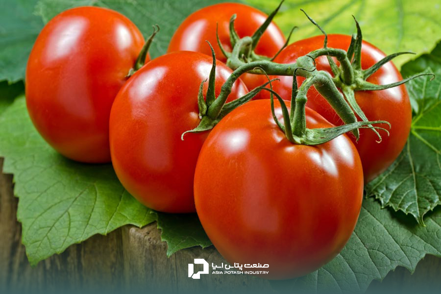استفاده از سولفات پتاسیم برای قرمز شدن گوجه‌ها
