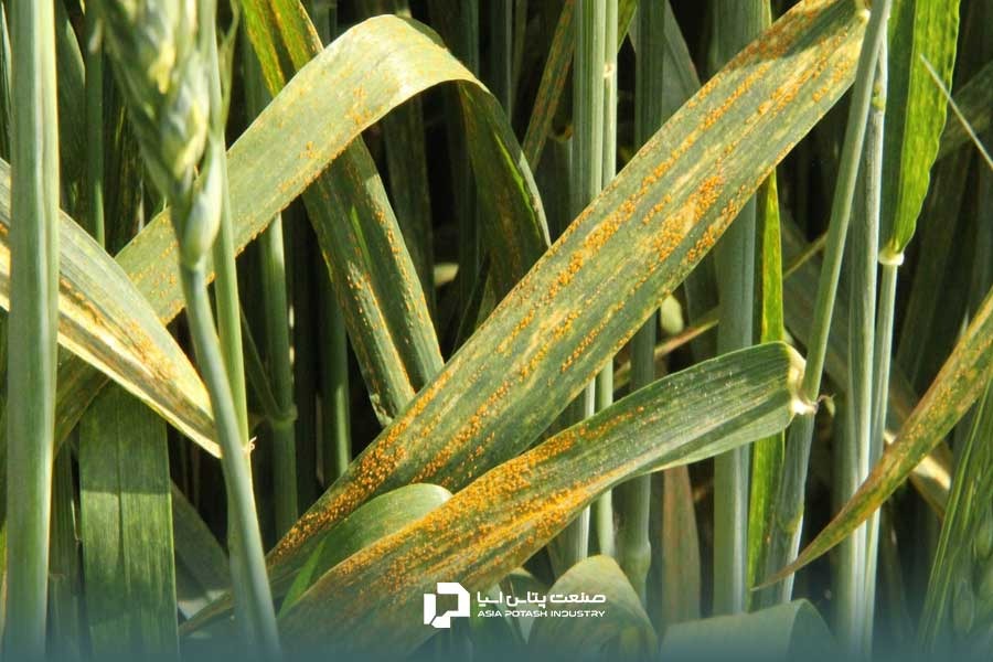 زنگ زرد؛ یکی از انواع بیماری های گندم
