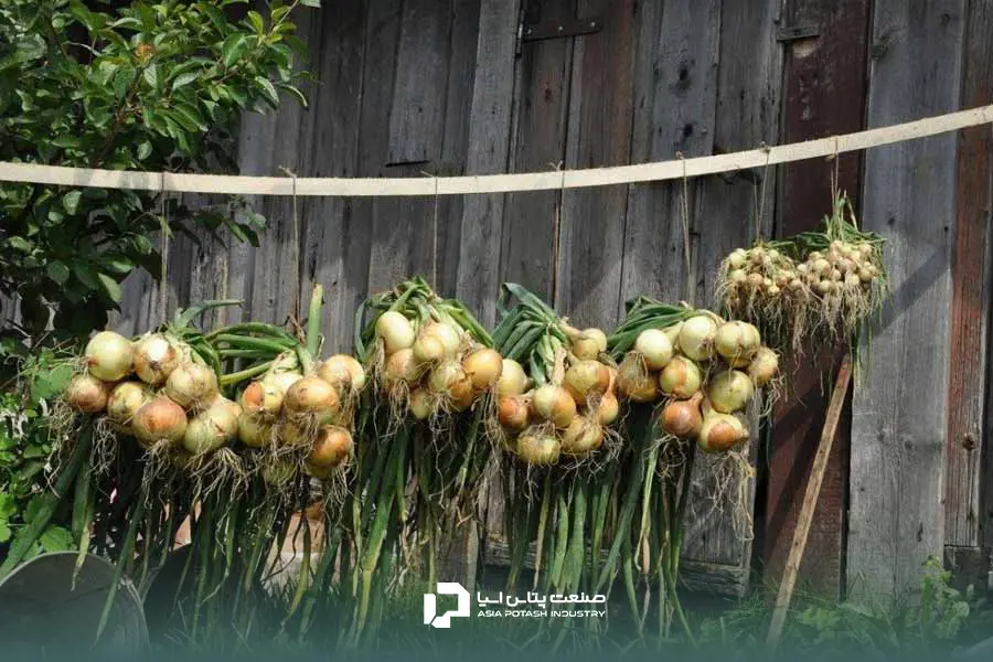 درشتی پیاز با استفاده از کود سولوپتاس